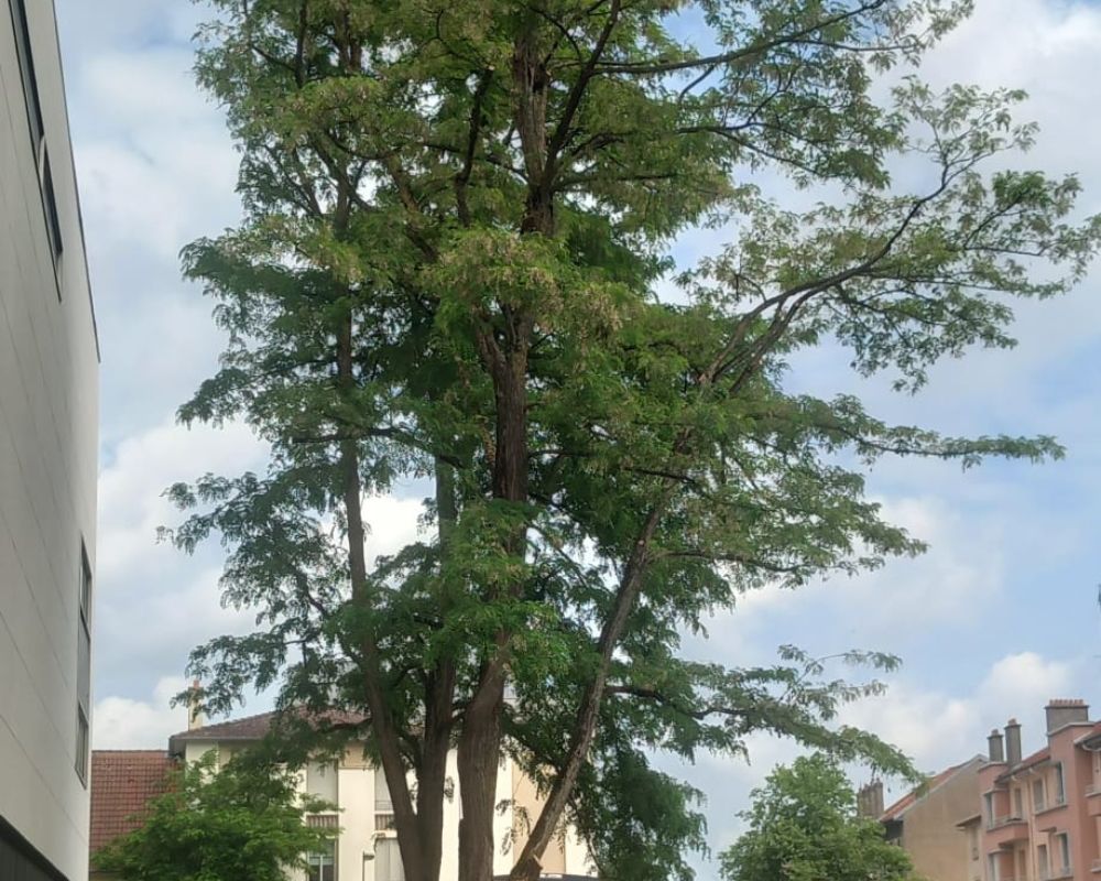 élagage d'un acacia